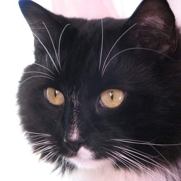 Meet your Posher, Pat - Picture 1 of 1